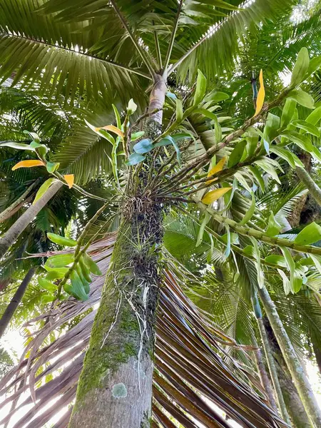 Bereketli tropikal bir ormanda, yeşil yaprakları arasında renkli orkideler büyüyen görkemli bir palmiye ağacı. Güneş ışığı ağaçların arasından süzülür, sahneyi aydınlatır ve dingin, canlı bir atmosfer yaratır..