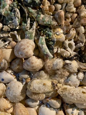 Tortu ve suyla kaplı yumuşakça kabuklar ve deniz tarakları gibi büyüleyici deniz kabukları. Deniz kabuklarının karmaşık ayrıntıları deniz yaşamının güzelliğini çağrıştıran sakin, doğal bir sahne yaratıyor..