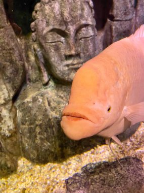 Ön planda, dinginlik ve sükunet hissi veren antik bir Buda heykelinin yanında yüzen açık pembe bir balık belirirken, arka planda küçük kum taneleri görülüyor..