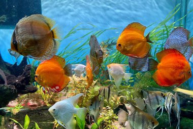 Turuncu disk ve diğer türler de dahil olmak üzere çeşitli renkli balıkların yer aldığı canlı bir su altı akvaryumu. Temiz su ışığı yansıtırken, yeşil su bitkileri rahatlatıcı, neşeli bir deniz ortamı yaratıyor..