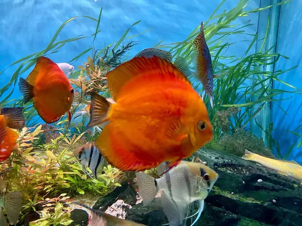 Akvaryumdaki tropikal balıkların olduğu canlı bir sualtı sahnesinde, egzotik türler, yeşil su bitkileri ve batık kayalar arasında yüzen güzel bir turuncu disk yer alıyor. Filtrelenmiş mavi ışık rahatlatıcı, renkli bir atmosfer yaratır..