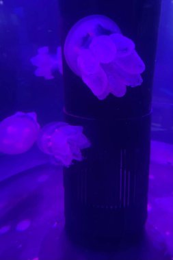 Canlı mor ışıklarla aydınlatılmış bir deniz ortamında zarif bir şekilde yüzen denizanasının çarpıcı sualtı görüntüsü. Denizanaları, sihirli ve hipnotik bir sahne yaratarak siyah bir silindir etrafında yavaşça hareket ederken ruhani şekillerini sergilerler.