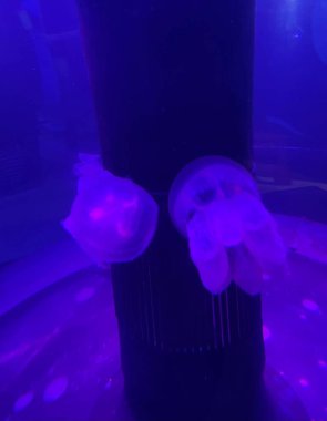 İki denizanası bir akvaryum tankında zarifçe yüzüyor, yumuşak mavi bir ışıkla aydınlatılıyor, büyülü ve ruhani bir atmosfer yaratıyor. Şeffaf özellikleri ve sıvı hareketleri büyüleyici bir sualtı sahnesinde görülüyor..