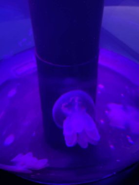 Bir denizanası zarif bir şekilde mavi ve mor ışıklarla aydınlatılmış bir tankın içinde yüzer, şeffaf ve yumuşak dokunaçlarıyla ruhani ve büyülü bir etki yaratır. Sualtı sahnesi, deniz ortamının güzelliğini ve sükunetini vurgular. 