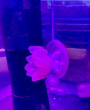 Canlı bir denizanası büyüleyici mor ve mavi neon ışıklarla aydınlatılan karanlık bir nesnenin yanında zarifçe yüzer. Narin, şeffaf bedeni renklerle çok güzel zıtlaşıyor ve büyüleyici bir sahne yaratıyor..