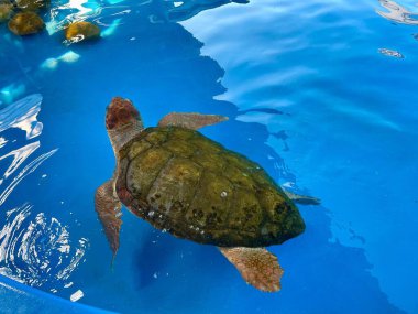 Görkemli bir deniz kaplumbağası, berrak mavi bir havuzda, yüzeyde dans eden ışık yansımalarıyla huzur içinde yüzer. Koyu yeşil kabuğunun dokusu güneş ışığıyla vurgulanırken, burnu ve yüzgeçleri hafif bir dinginlik dalgasıyla yıkanır. Şey...