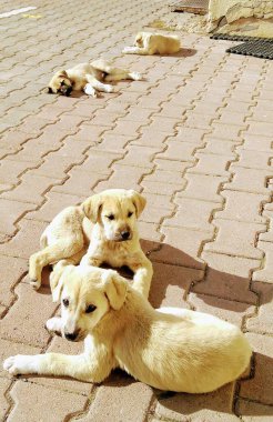 Açık kahverengi kürklü dört yavru birbirine kenetlenmiş tuğlalardan yapılmış asfalt bir yüzeyde dinleniyor. Gözleri ağır görünür ve vücutları rahatlar. Güneşin sıcaklığının tadını çıkarırlar. Ayar, kısmen görülebilen dünyevi bir tona sahip..