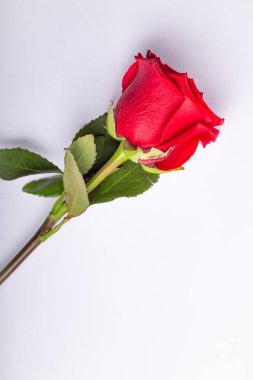 Yeşil saplı tek bir kırmızı gül. Bu resimdeki tek nesne gül.