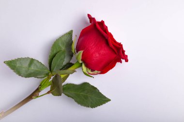 Resmin odak noktası yeşil yapraklı tek bir kırmızı gül. Gül çerçevenin ortasına yerleştirilir ve yeşil yapraklar gülün sol tarafındadır.