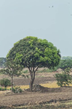 Arka planda mavi gökyüzü olan bir tarlanın ortasında bir ağaç var. Ağaç uzun ve yeşildir ve etrafı toprakla çevrilidir.