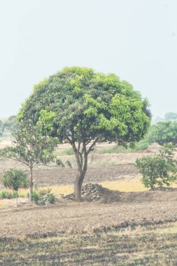 Bir tarlanın ortasında bir ağaç var. Gökyüzü bulutlu ve ağaç yeşil