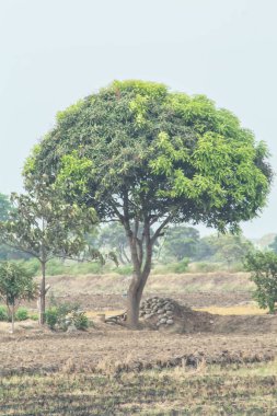 Bir tarlanın ortasında bir ağaç var. Ağaç uzundur ve bir sürü yaprakları vardır. Tarla kuru ve çorak.
