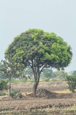 Büyük bir ağaç bir tarlanın ortasında duruyor, etrafı kayalarla çevrili. Sahne sakin ve sakin. Ağaç, açık alanın ortasında bir istikrar ve güç hissi veriyor.