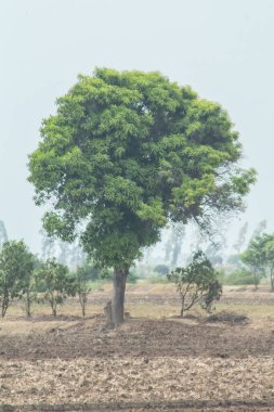 Arka planda bulutlu bir gökyüzü olan bir alanda büyük bir ağaç duruyor. Ağaç toprak ve çimlerle çevrilidir ve bölgedeki tek büyük ağaçtır. Sahne yalnızlık hissi veriyor.