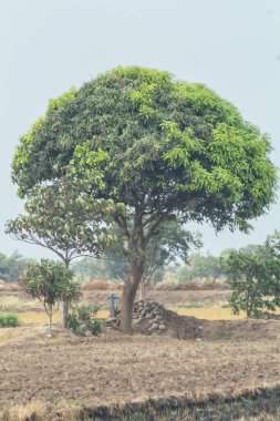 Büyük bir ağaç, yanında mavi gömlekli bir adamla bir tarlada duruyor. Sahne huzurlu ve sakin, ağaçlar huzur ve sükunet hissi veriyor.