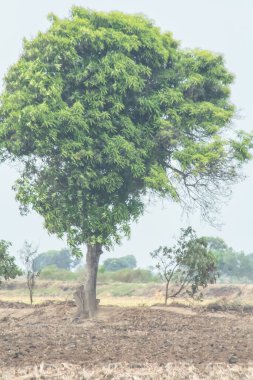 Bir tarlanın ortasında bir ağaç var. Gökyüzü bulutlu ve ağaç yeşil