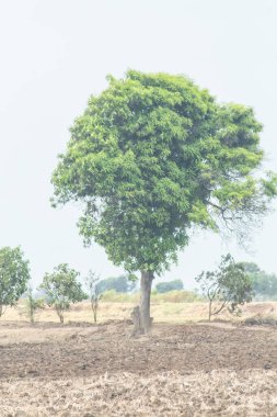 Bir tarlanın ortasında bir ağaç var. Gökyüzü bulutlu ve tarla kuru.