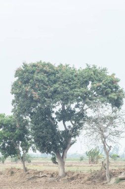 Arka planda diğer ağaçlarla birlikte bir ağaç bir tarlanın ortasındadır. Gökyüzü bulutlu ve ağaçlar yeşil