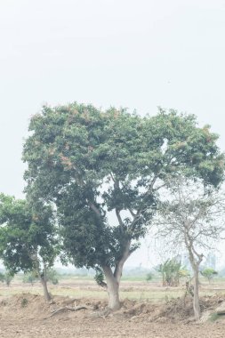 Bir sürü yaprağı olan bir ağaç bir tarlanın ortasındadır. Gökyüzü bulutlu ve ağaçlar çıplak.