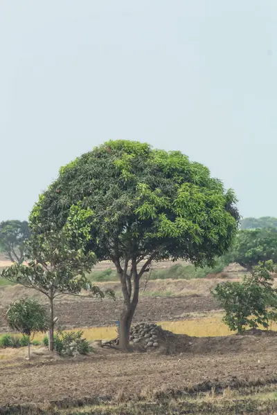 Arka planda birkaç ağaçla birlikte büyük bir ağaç bir tarlada duruyor. Gökyüzü bulutlu ve atmosfer sakin ve huzurlu.
