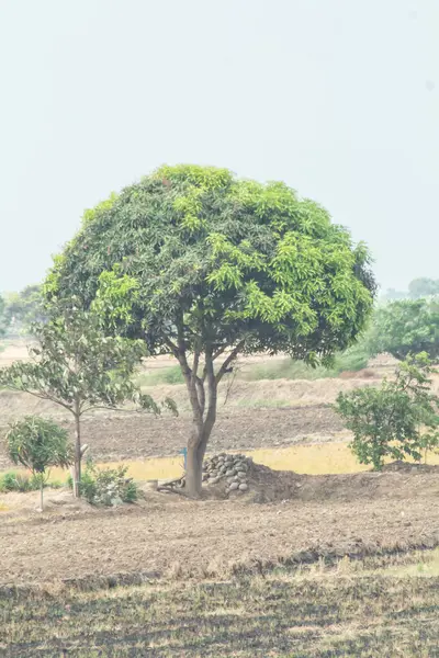 Bir tarlanın ortasında bir ağaç var. Gökyüzü bulutlu ve ağaç yeşil