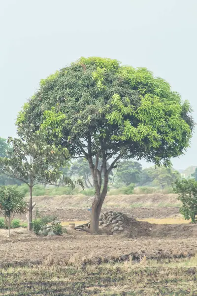 Bir tarlanın ortasında bir ağaç var. Ağaç uzundur ve bir sürü yaprakları vardır. Tarla kuru ve çorak.