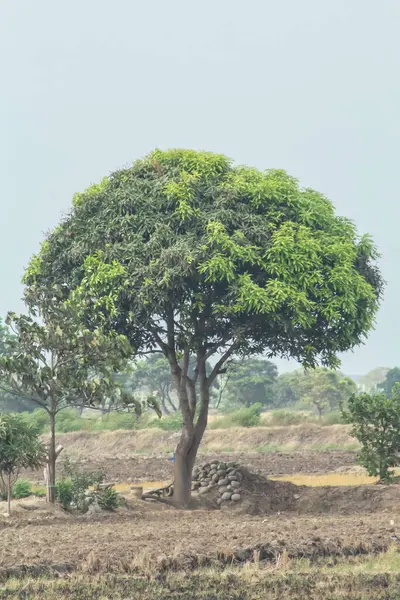 Büyük bir ağaç bir tarlanın ortasında duruyor, etrafı kayalarla çevrili. Sahne sakin ve sakin. Ağaç, açık alanın ortasında bir istikrar ve güç hissi veriyor.