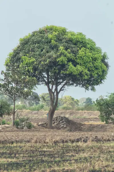 Büyük gövdeli ve küçük gövdeli bir ağaç. Ağaç bir toprak tarlasıyla çevrili.