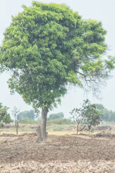 Bir tarlanın ortasında bir ağaç var. Ağaç yeşildir ve çok fazla yaprağı vardır.