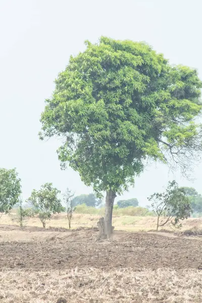 Bir tarlanın ortasında bir ağaç var. Gökyüzü bulutlu ve tarla kuru.