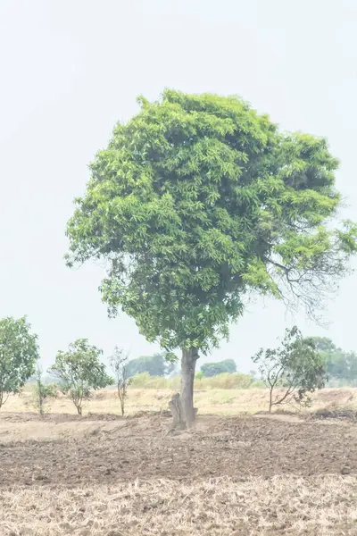 Bir tarlanın ortasında bir ağaç var. Gökyüzü bulutlu ve tarla kuru.