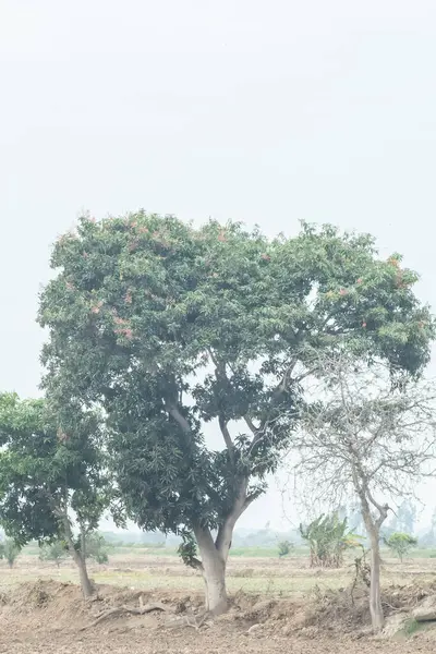 Arka planda diğer ağaçlarla birlikte bir ağaç bir tarlanın ortasındadır. Gökyüzü bulutlu ve ağaçlar yeşil