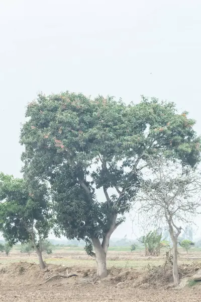 Bir sürü yaprağı olan bir ağaç bir tarlanın ortasındadır. Gökyüzü bulutlu ve ağaçlar çıplak.
