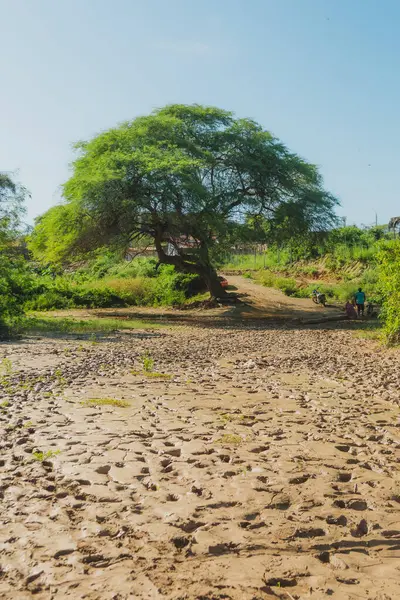 Toprak bir yolun ortasında bir ağaç var. Toprak yol kuru ve çoraktır. Sahnede hiç kimse yok.
