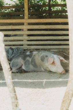 Toprak bir arazide bir domuz yatıyor. Domuz kahverengi ve beyazdır. Toprak kahverengidir ve çit ahşaptır.