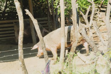 Bir domuz arkasında bir çitle pis bir arazide yürüyor. Çit ahşaptan yapılmış ve üzerinde dikenli tel var. Domuz ağaca doğru yürüyor.