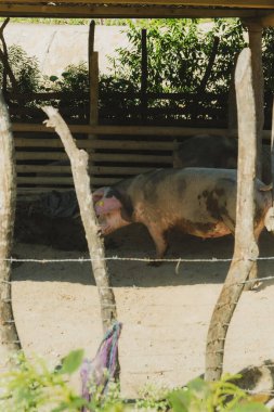 Bir grup domuz ahşap çitli bir ağılda. Domuzlardan birinin burnu pembe.