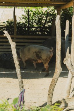 Bir domuz tel örgülü bir ağılda duruyor. Kalem ağaçlar ve çalılarla çevrilidir.