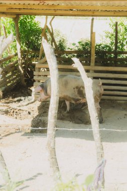 Ahşap çitli pis bir ağılda bir domuz duruyor. Kalem tel örgü ile çevrili.