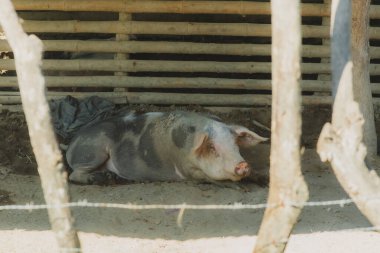 Pisliğin içinde bir domuz yatıyor. Domuz kahverengi ve beyazdır.