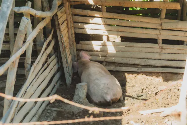 Ahşap çitli pis bir ağılda bir domuz yatıyor. Kalem küçük ve domuz yerde yatıyor.