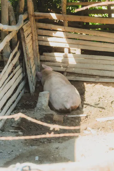 Bir domuz ağılda yatıyor. Kalem ahşaptan yapılmıştır ve tel bir çiti vardır.