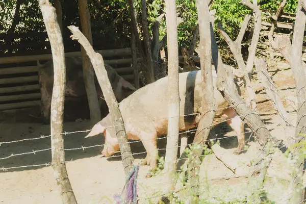 Bir domuz arkasında bir çitle pis bir arazide yürüyor. Çit ahşaptan yapılmış ve üzerinde dikenli tel var. Domuz ağaca doğru yürüyor.