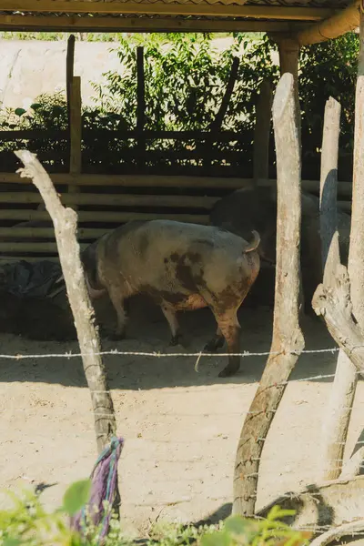 Bir domuz tel örgülü bir ağılda duruyor. Kalem ağaçlar ve çalılarla çevrilidir.