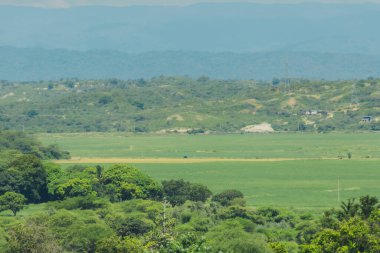 Arkasında birkaç ağaç olan yemyeşil bir alan. Gökyüzü açık ve güneş parlıyor.