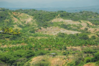 Ortasında küçük bir kulübe olan yemyeşil bir tarla. Kulübe muz ağaçlarıyla çevrili.