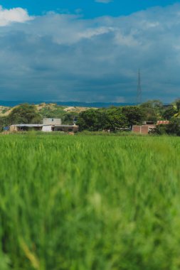 Arka planda birkaç ev olan bir çim tarlası. Gökyüzü bulutlu ve görüntünün havası huzurlu.