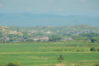 Ortasında yalnız bir palmiye ağacı olan büyük yeşil çimen tarlası. Gökyüzü açık ve güneş parlıyor.