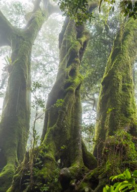 Üç Antarktika kayın ağacından oluşan yosun kaplı bir grup, Avustralya 'nın Queensland kentindeki Gold Coast' taki Springbrook 'taki sisli ılıman yağmur ormanında duruyor..