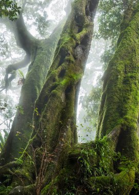 Antarktika kayın ağaçları yosun ve sarmaşıklarla kaplı. Avustralya 'nın Queensland şehrinin Gold Coast yakınlarındaki Lamington Ulusal Parkı' ndaki Springbrook 'taki sisli ve ılıman yağmur ormanlarında büyüleyici görünüyorlar..